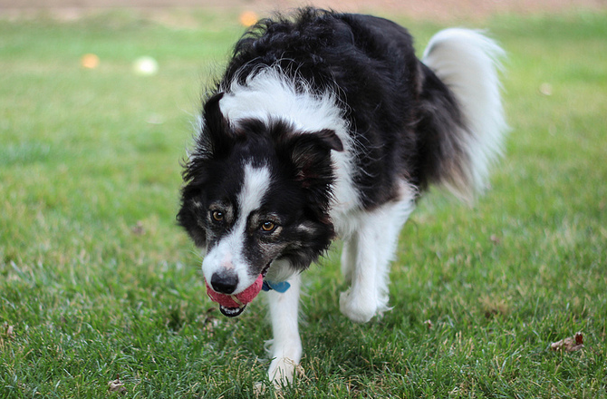 border collie with a ball