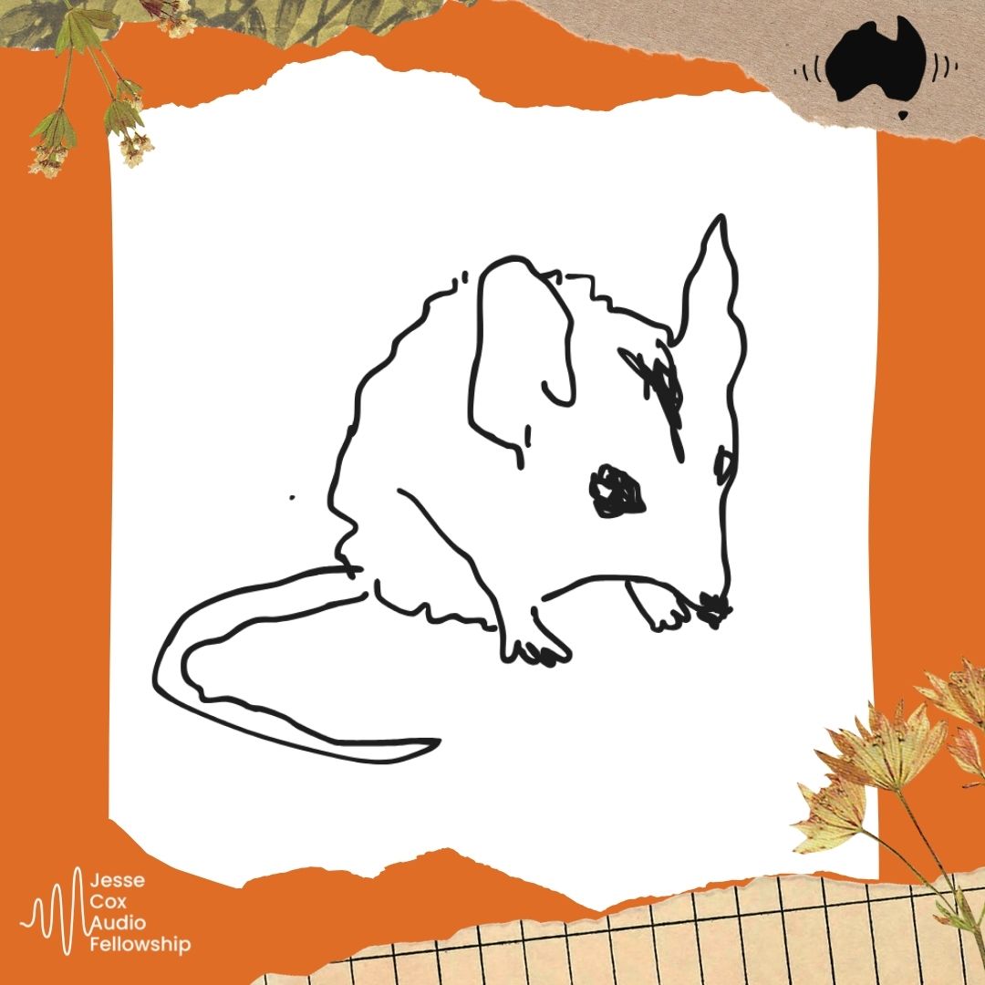 #660 Wanted: Dunnart Alive